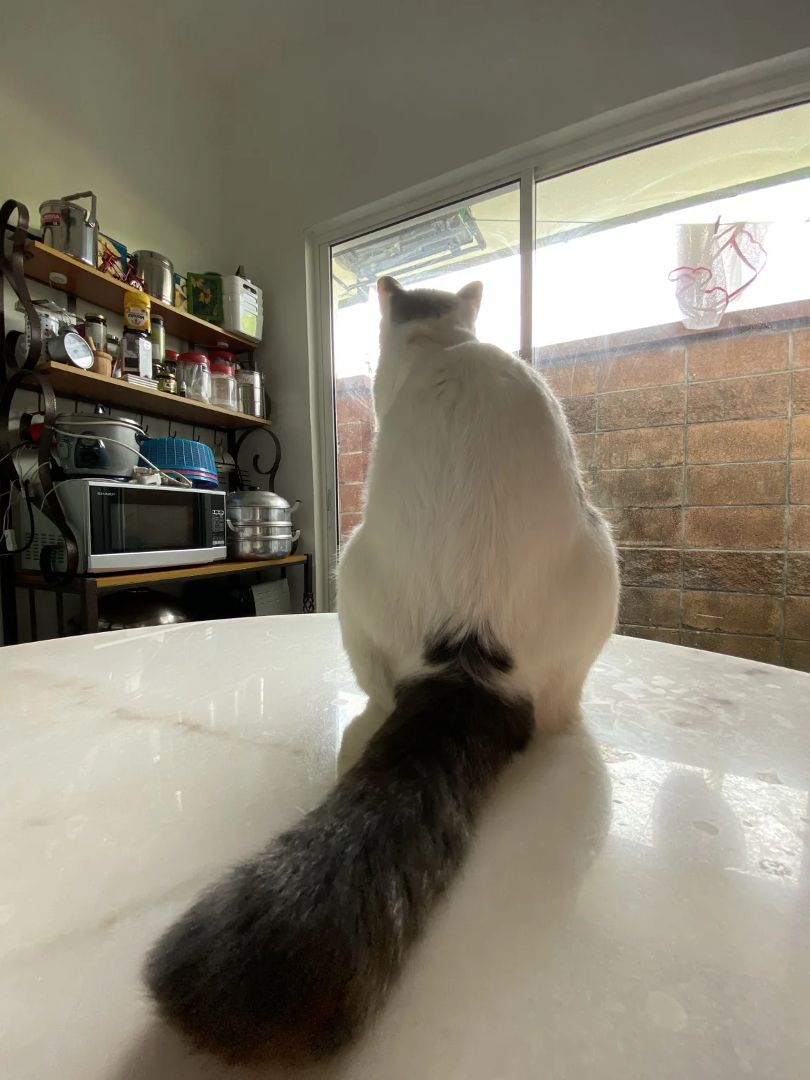 A cat sitting in the previously furnished kitchen